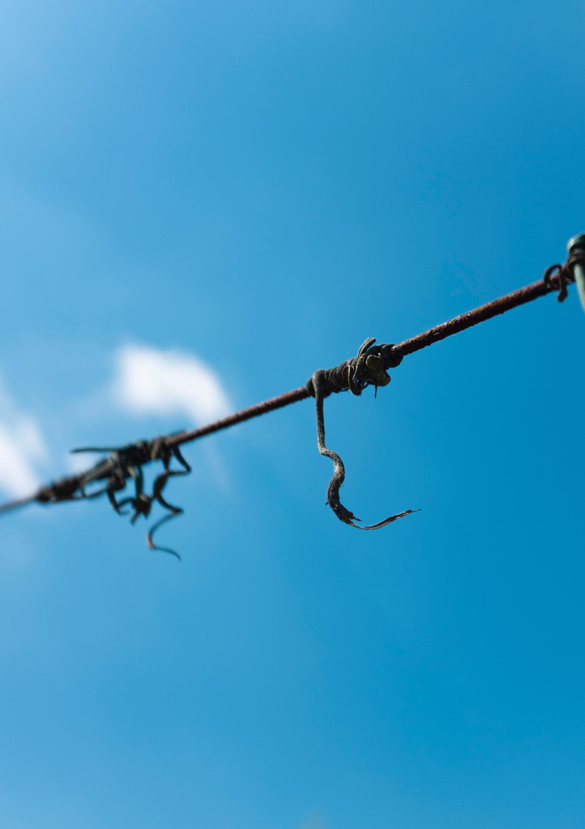 Barbed wired and sky