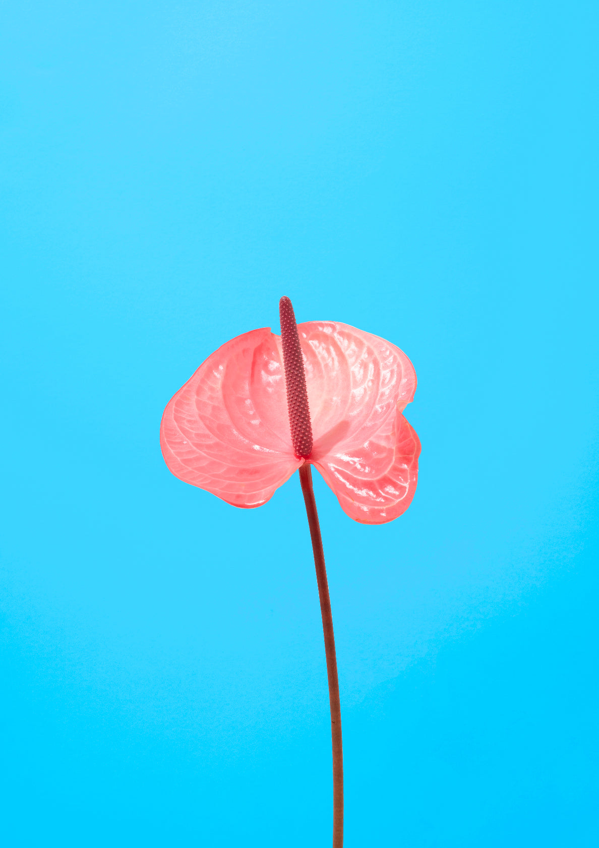 Pink flamingo flower / Flower photo print