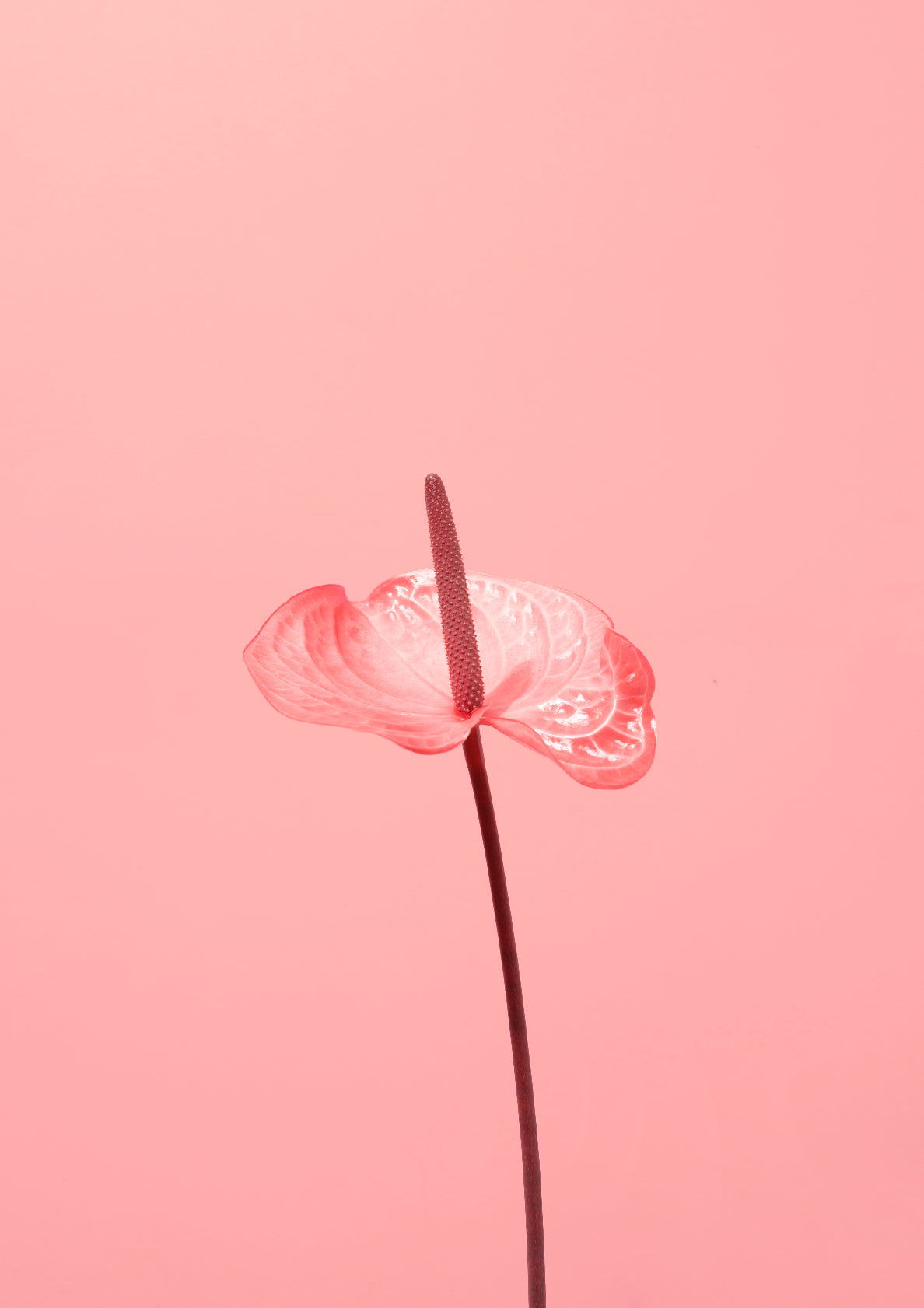 Pink flamingo flower / Flower photo print