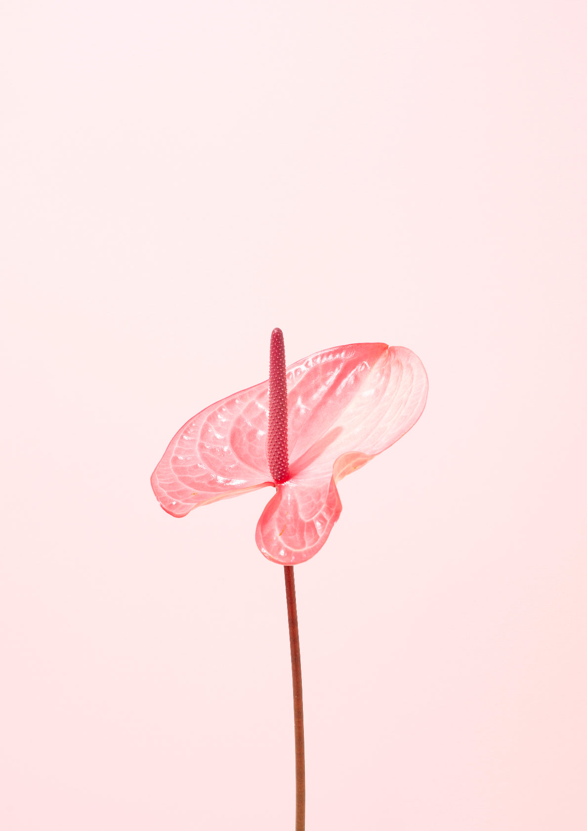 Pink flamingo flower / Flower photo print