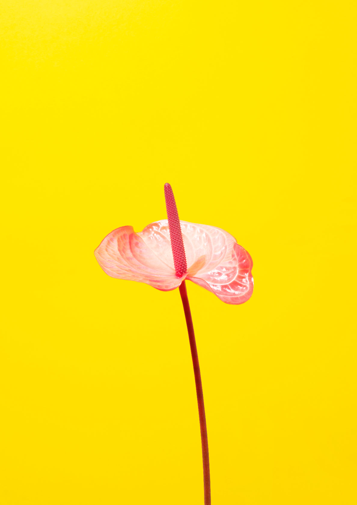 Pink flamingo flower / Flower photo print