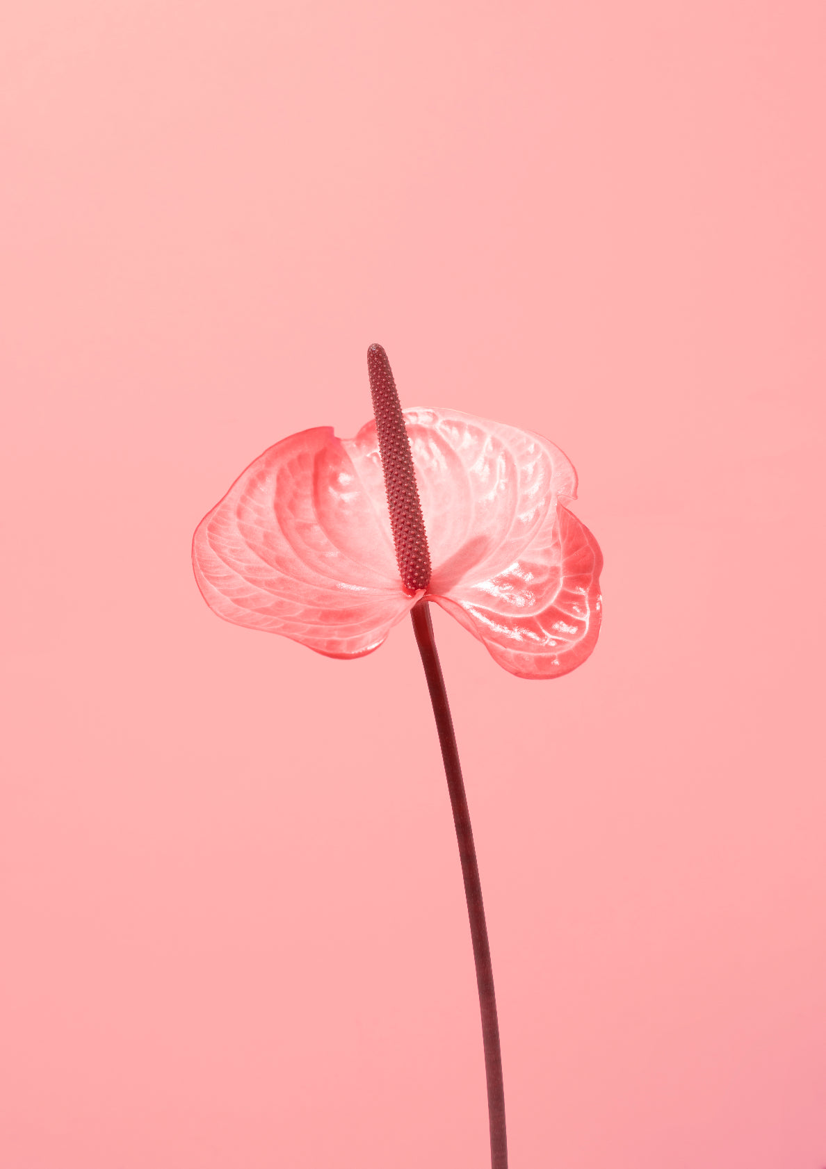 Pink flamingo flower / Flower photo print