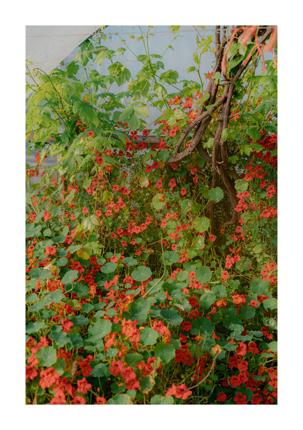 Dawn Nasturtiums