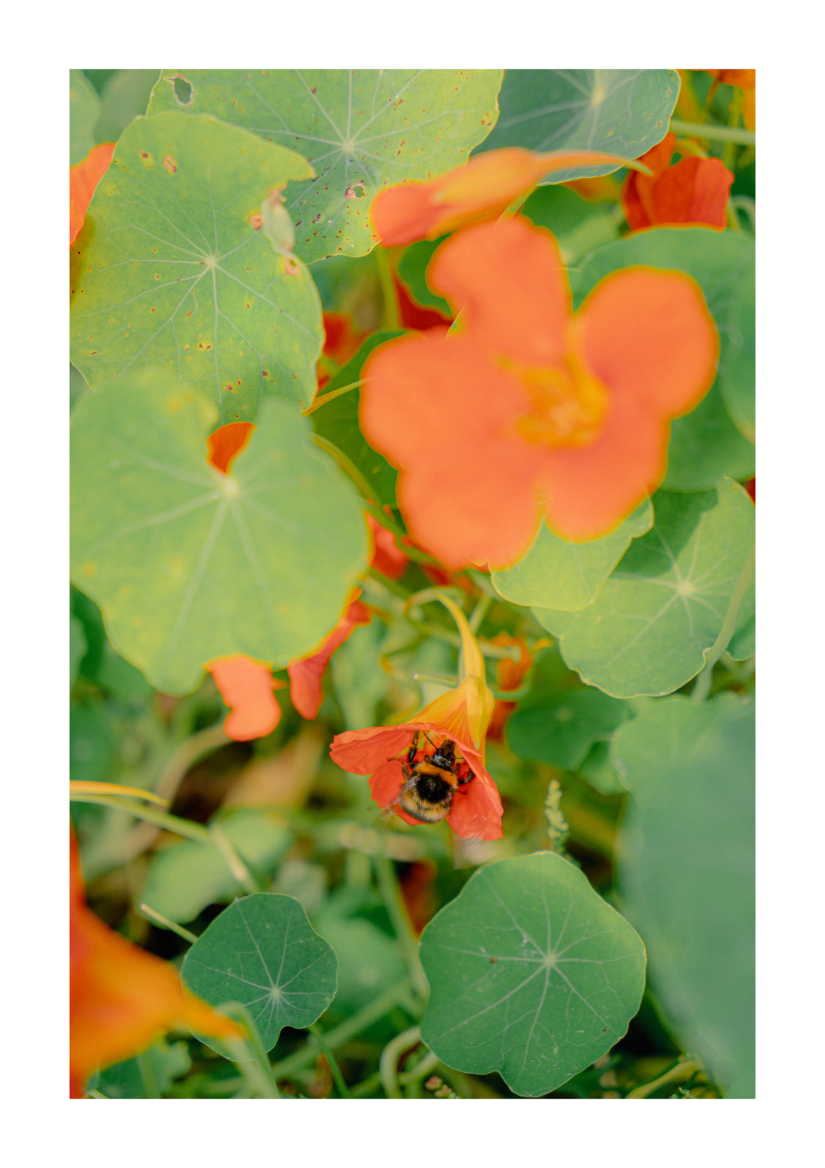 The Bumblebee And Nasturtium