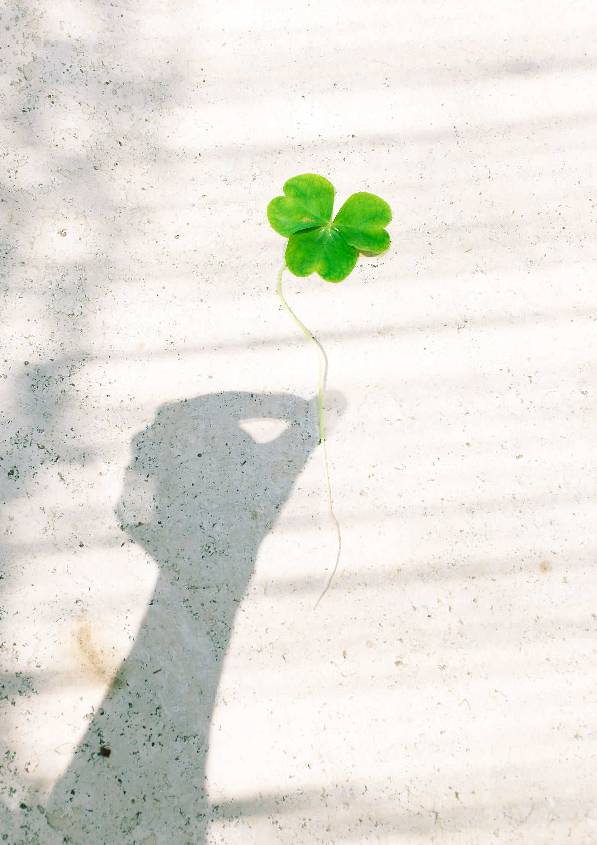 Green clover / minimal style photo print