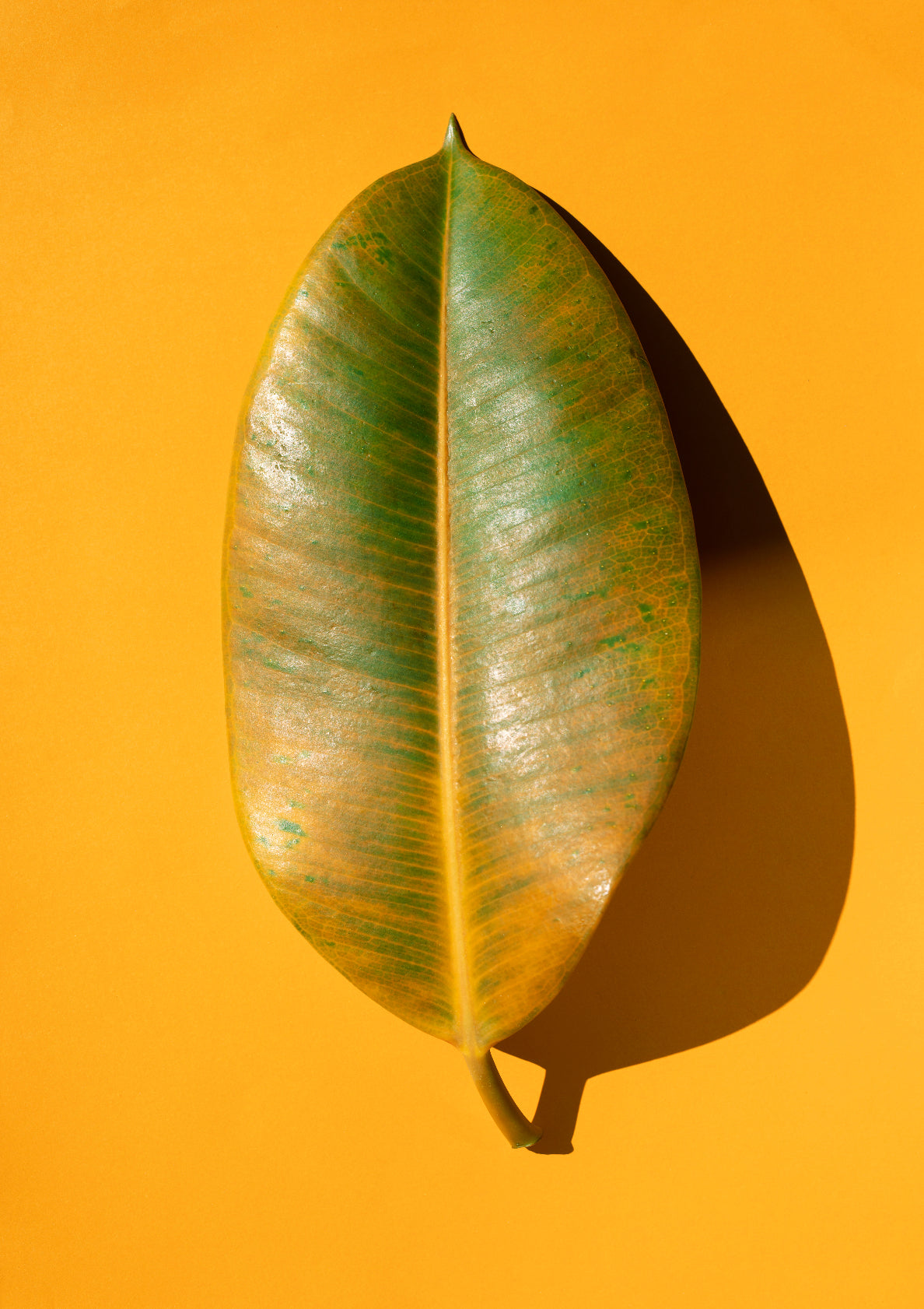 Multicolour autumn leaf / pop art style photo print