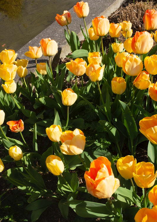 Yellow tulips flowers / minimal style photo print