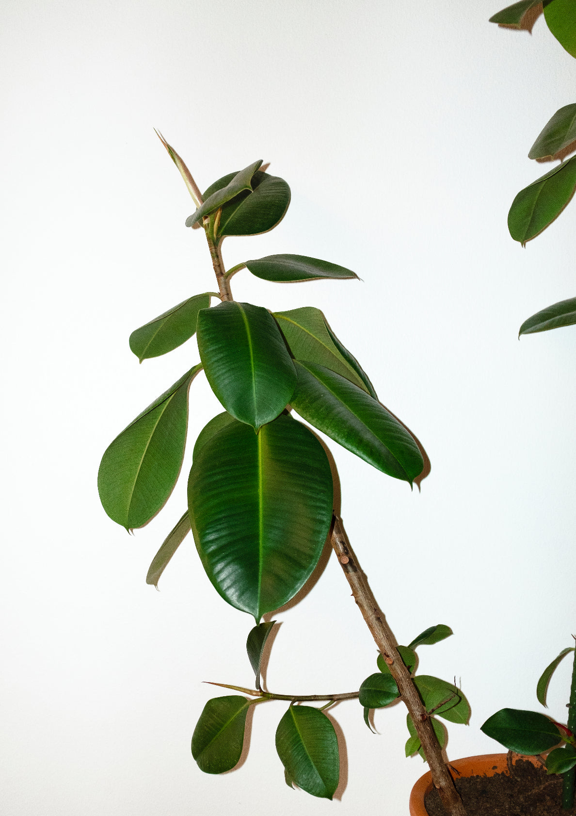 Houseplant / minimal style photo print