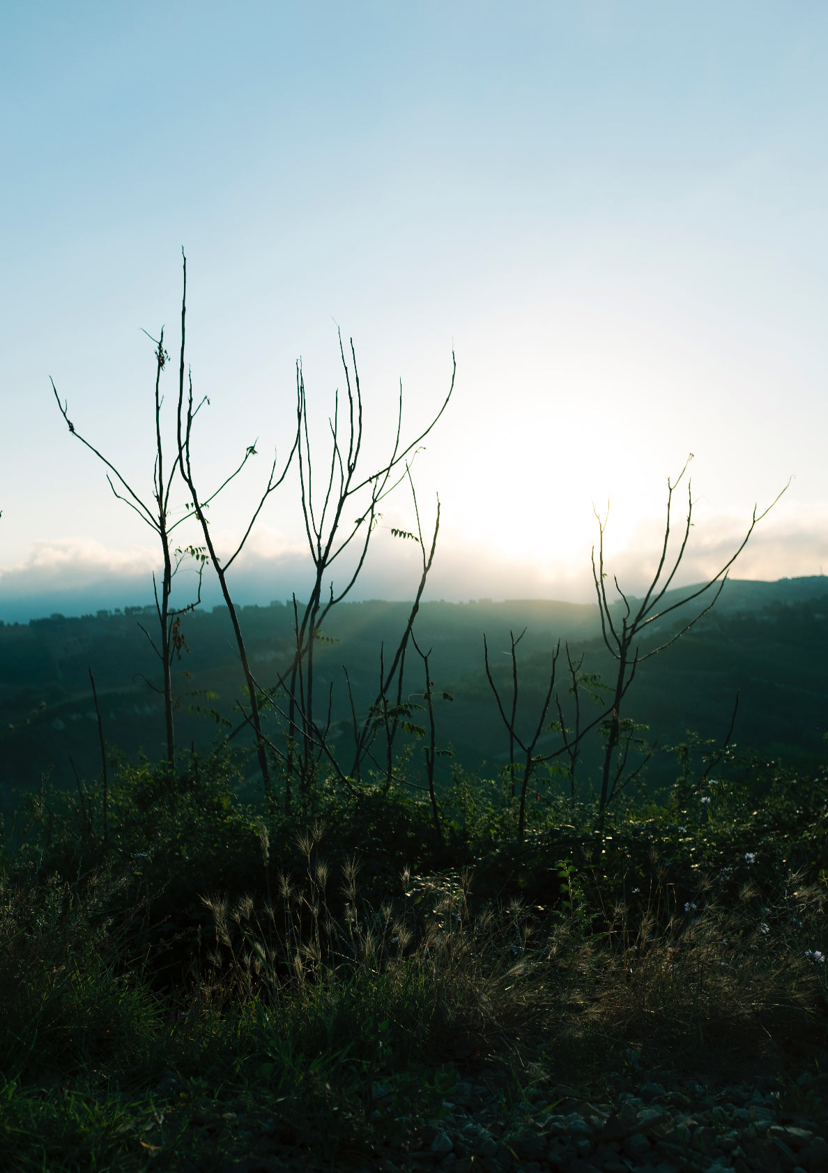 Foggy peaceful morning / minimal nature photo print