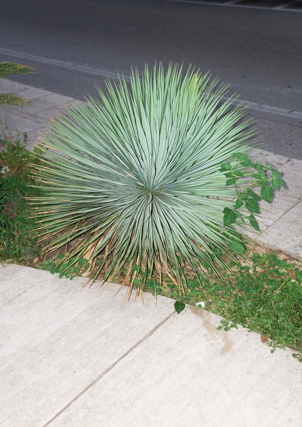 Spiky plant / minimal style photo print