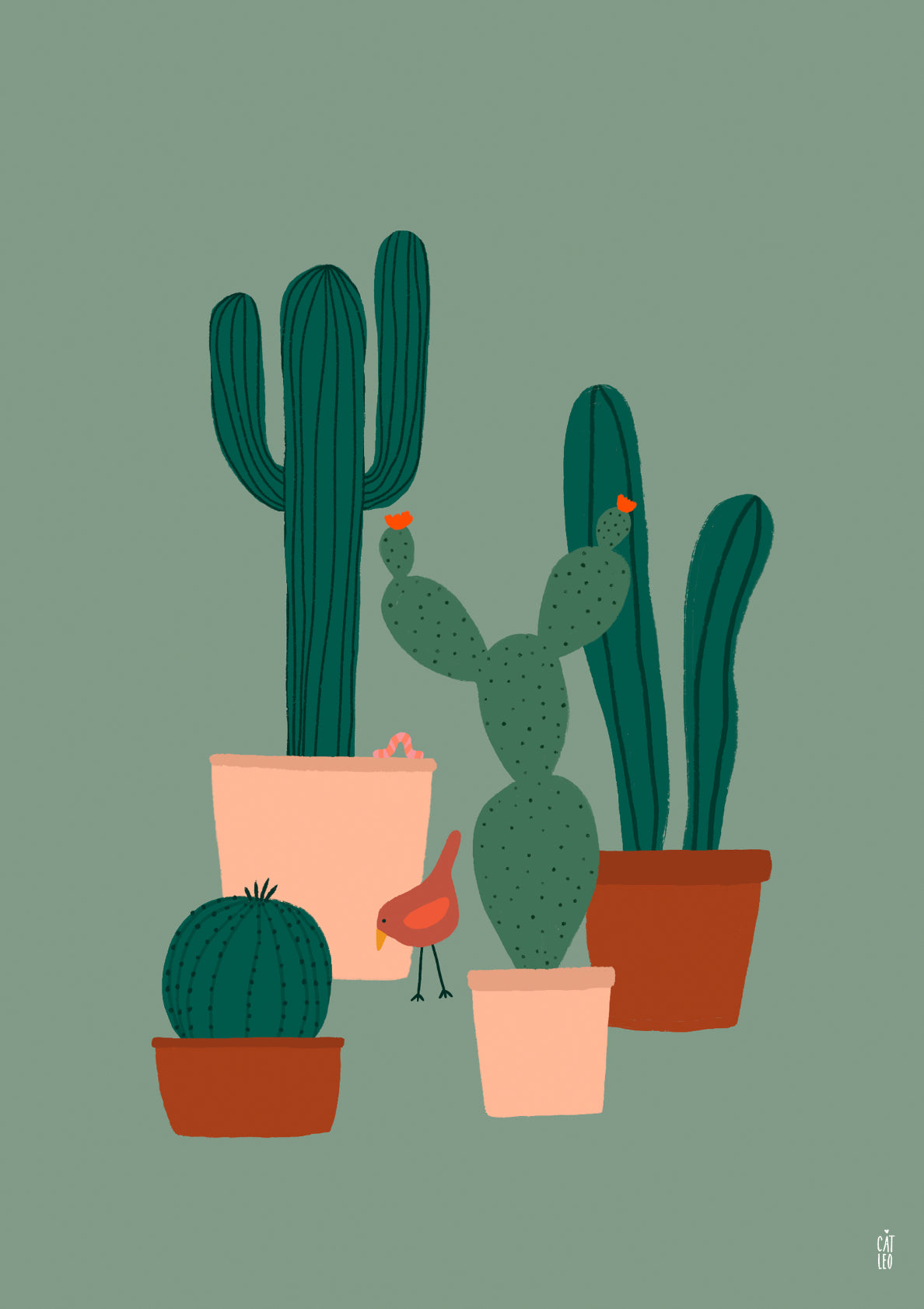 Cacti Garden