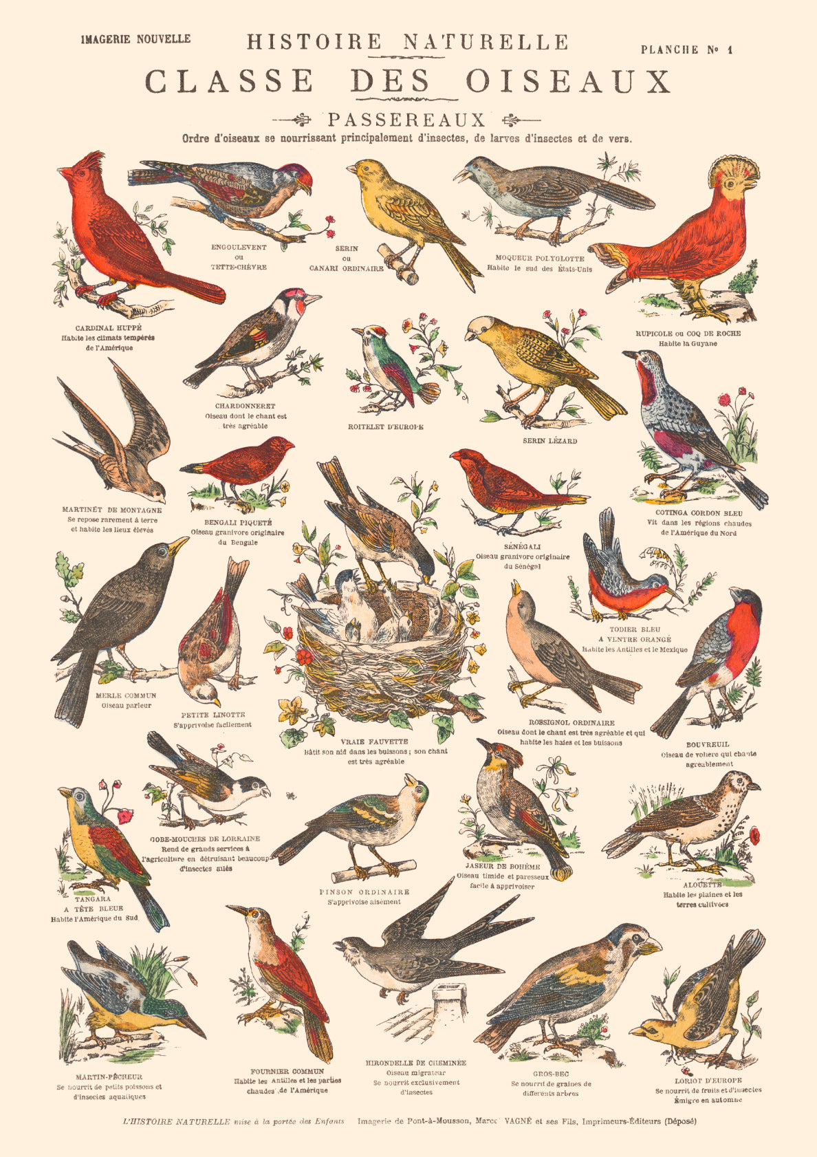 Chart of Birds - 1