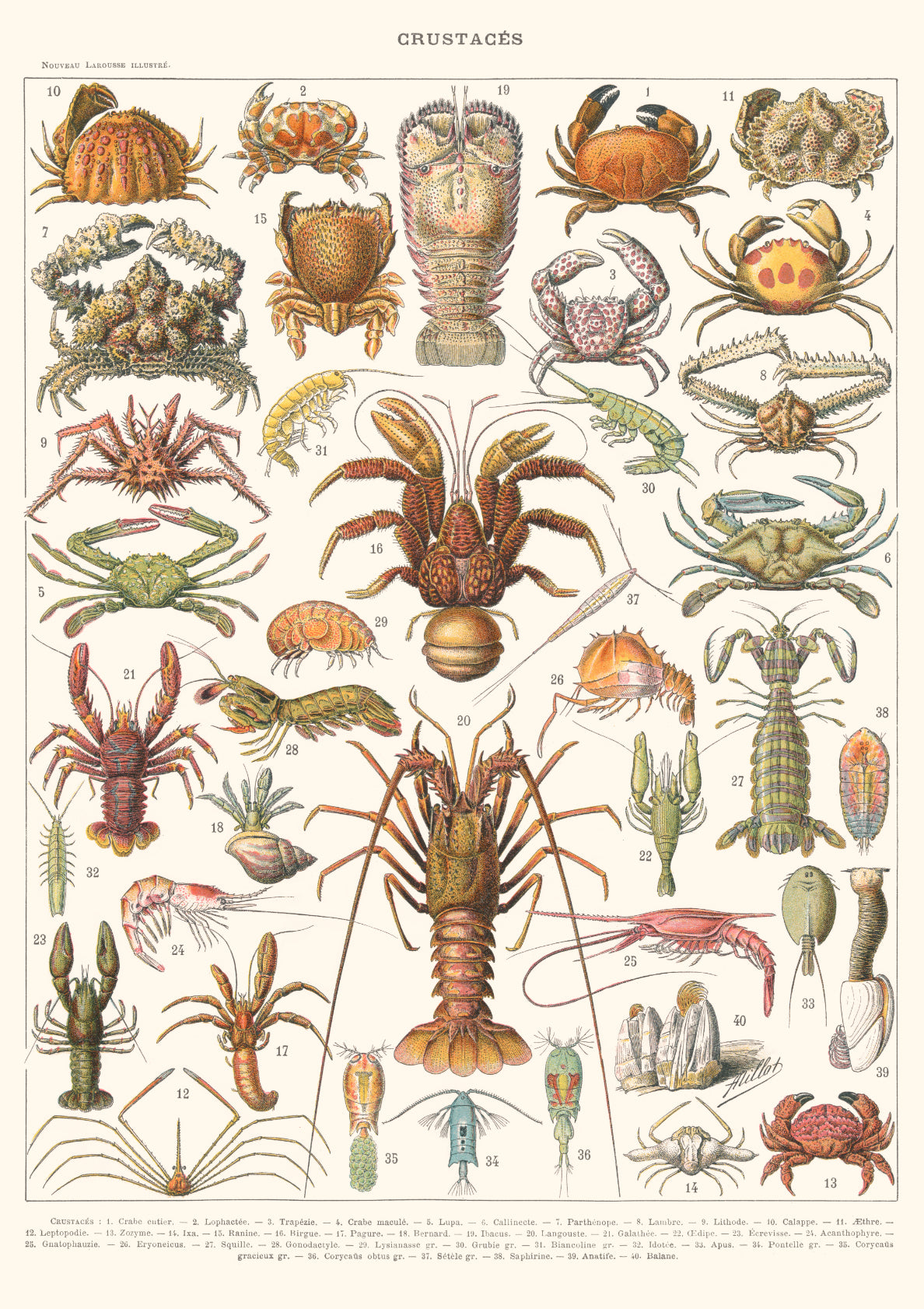 Crustacés - Larousse Encyclopedia