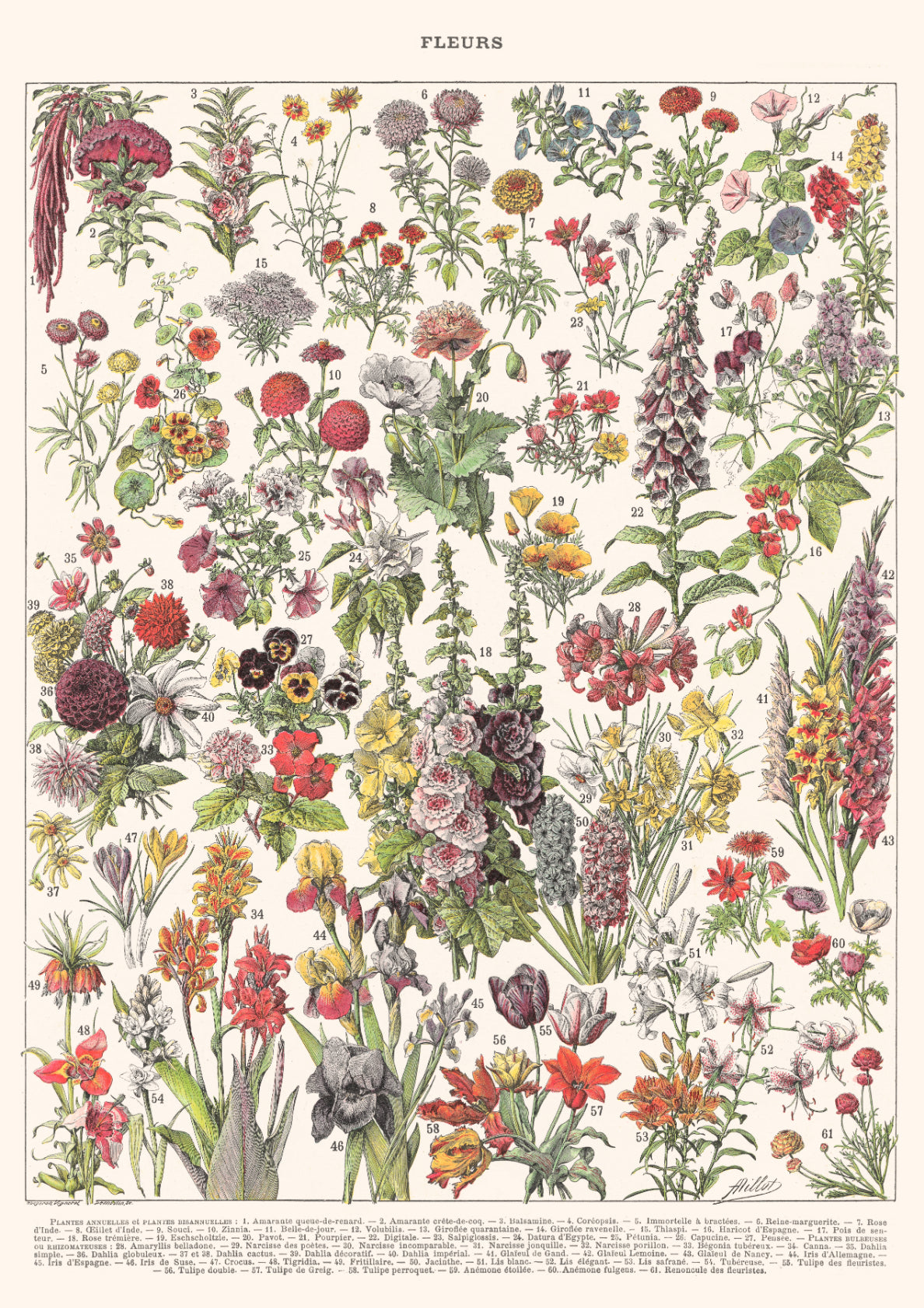 Fleurs I - Larousse Encyclopedia