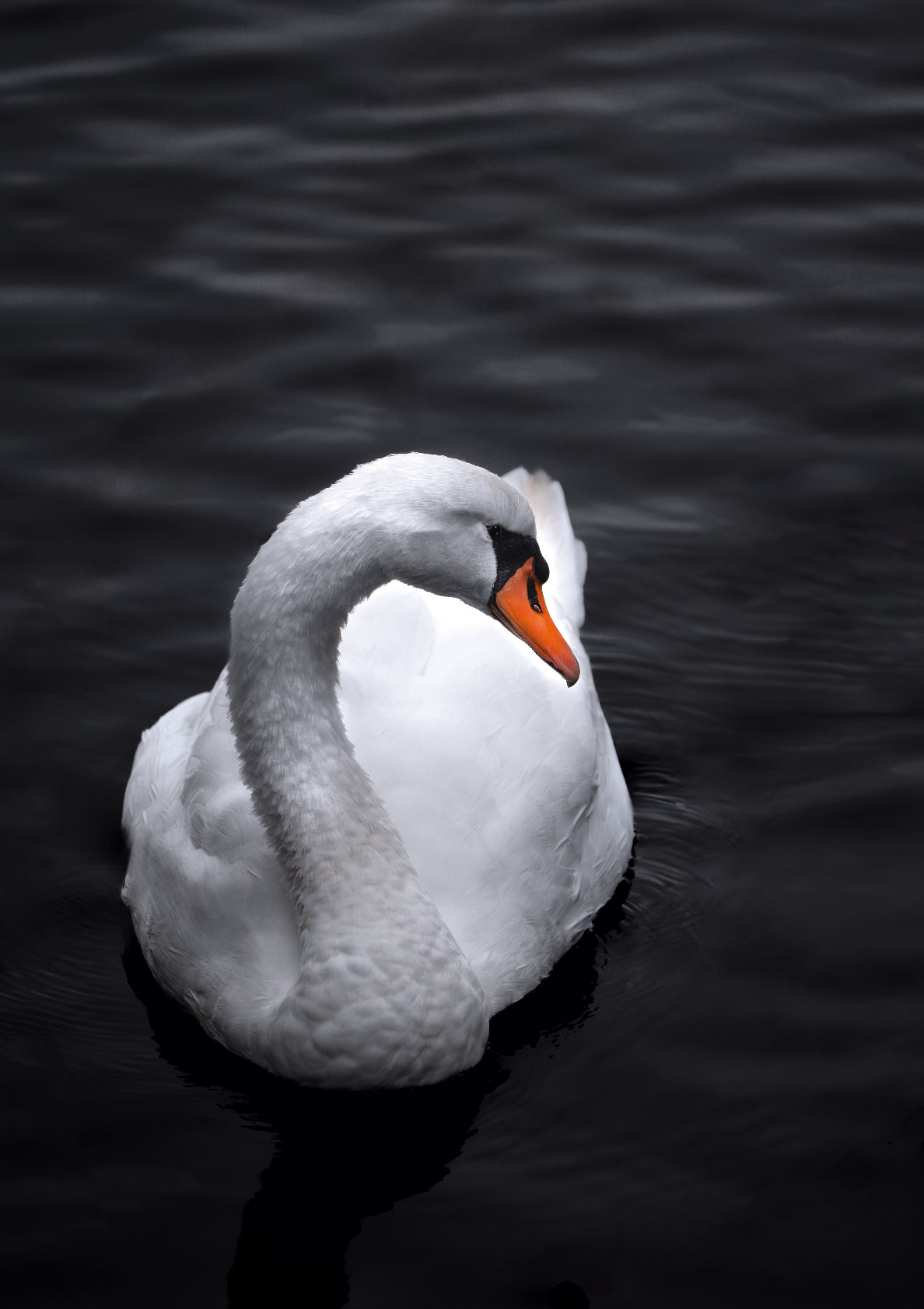 Swan