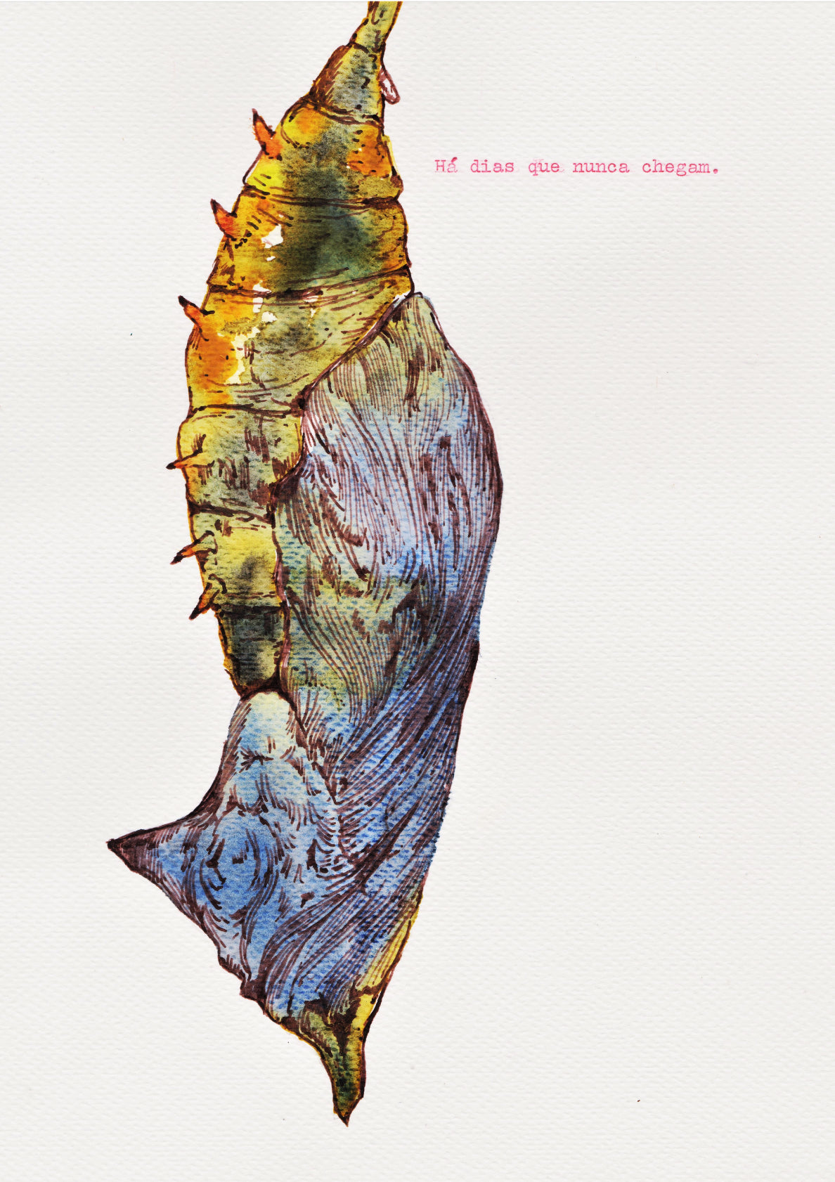 Butterfly Pupa (Pupa de Borboleta)