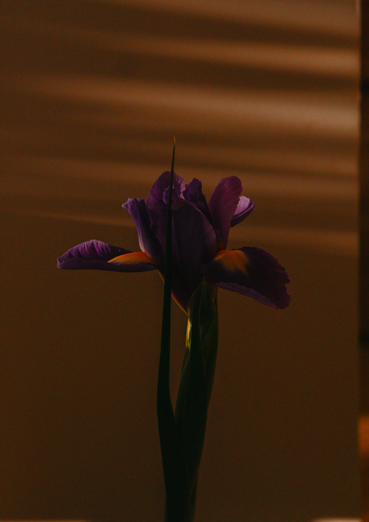 Flower in shadow