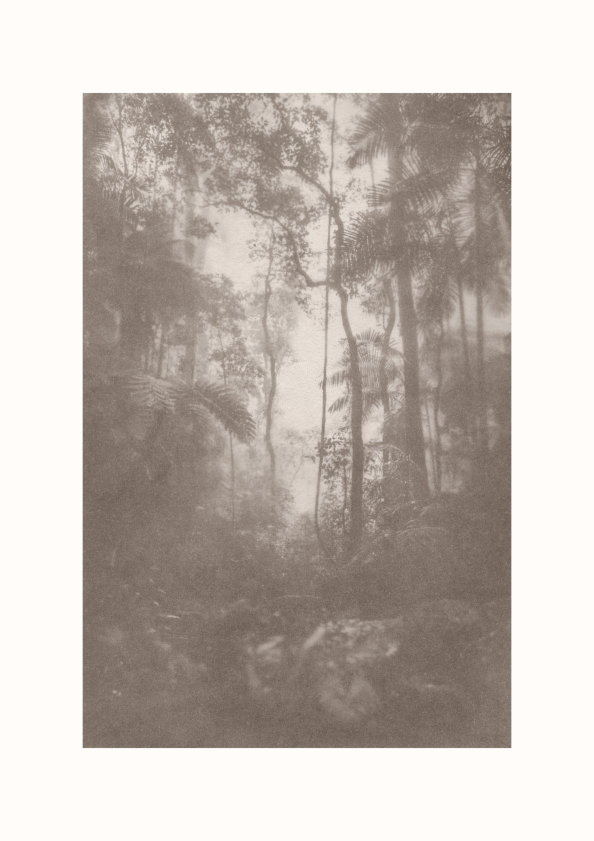 Foggy Forest #1