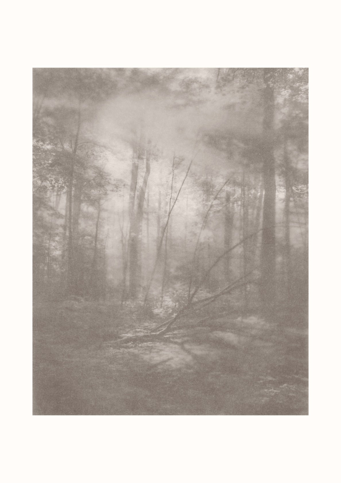 Foggy Forest #2
