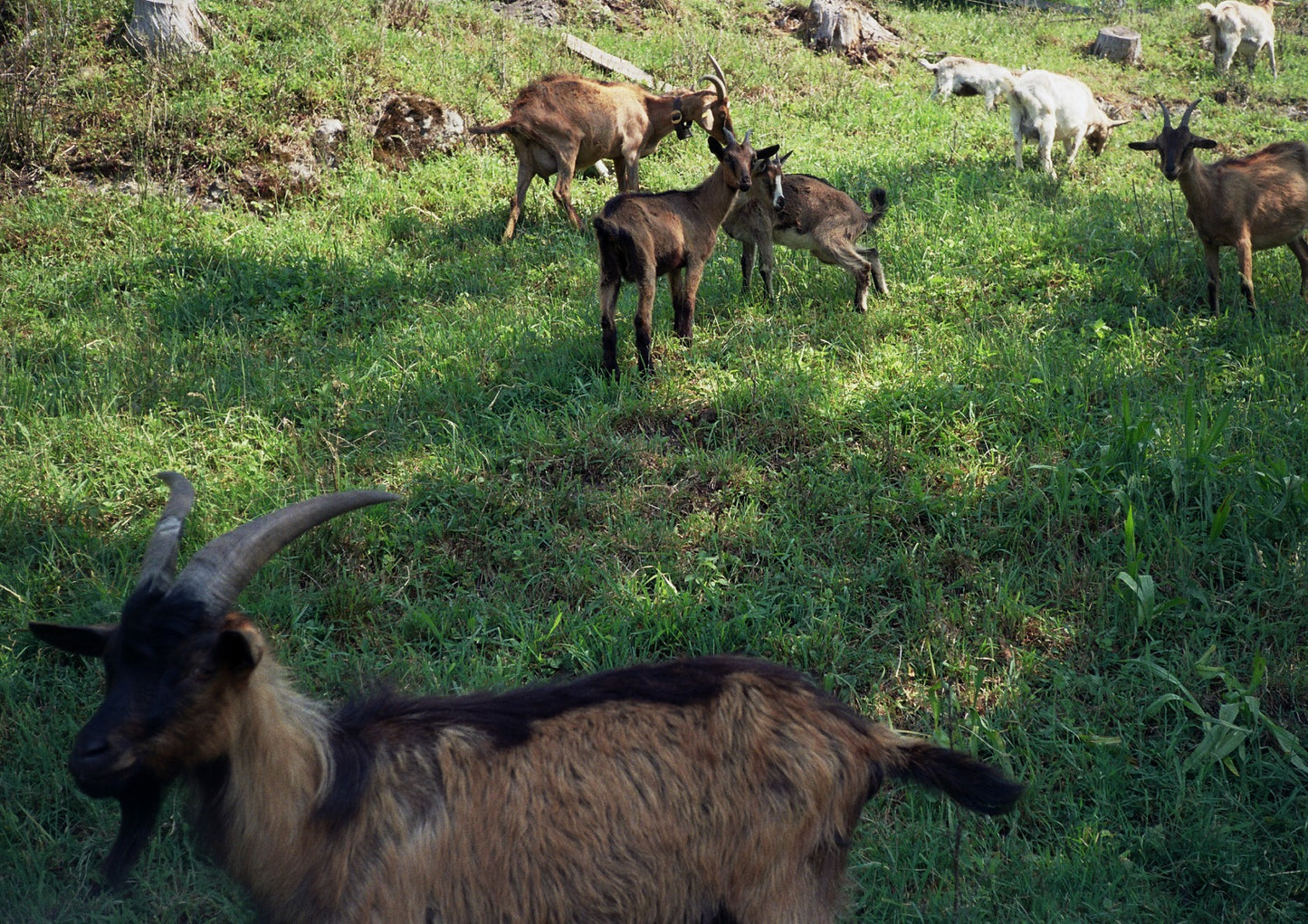 Goats in Bavaria