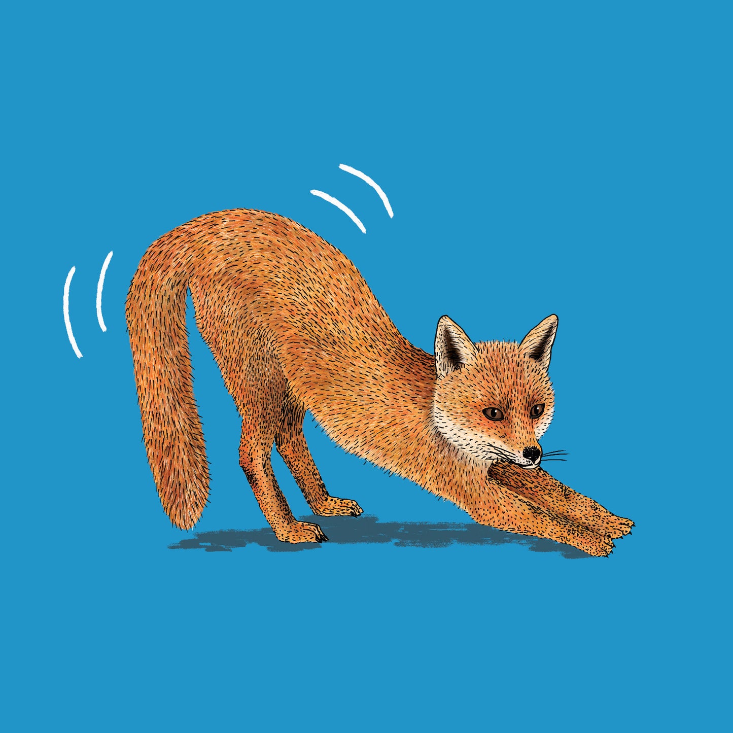 Foxy Fox