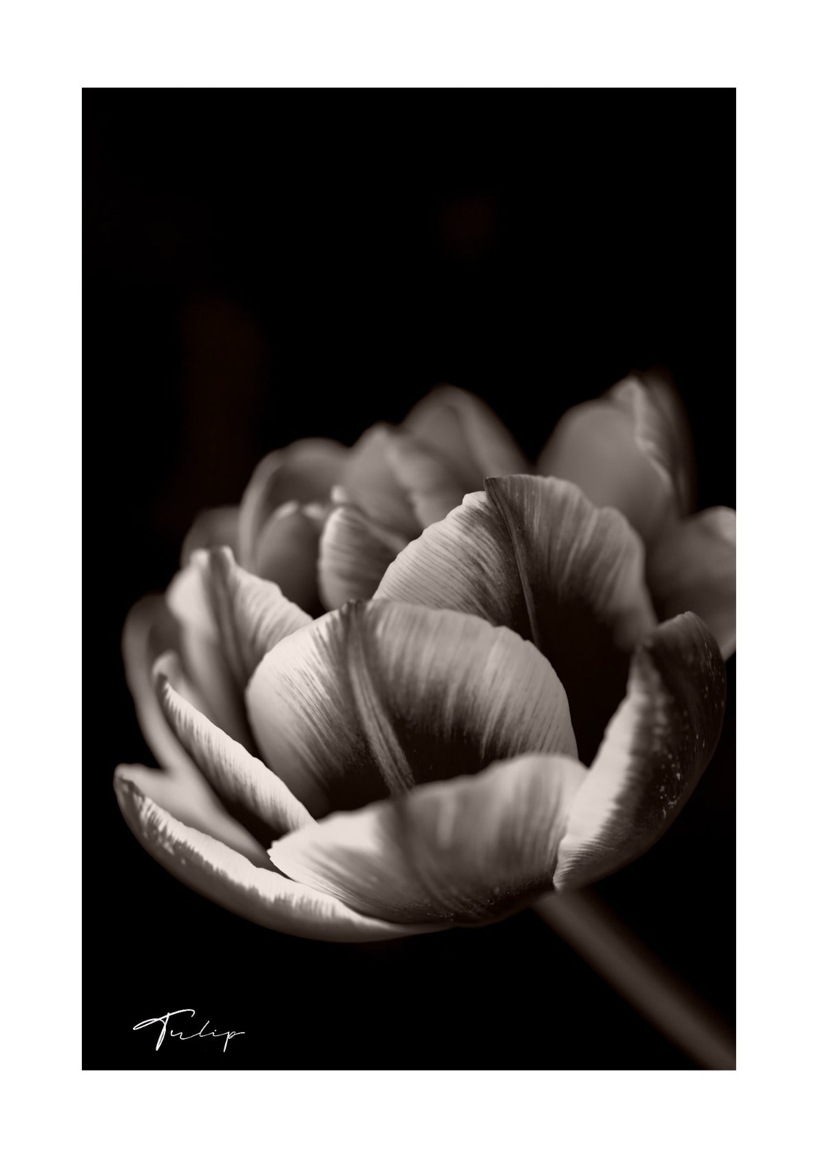 Tulip
