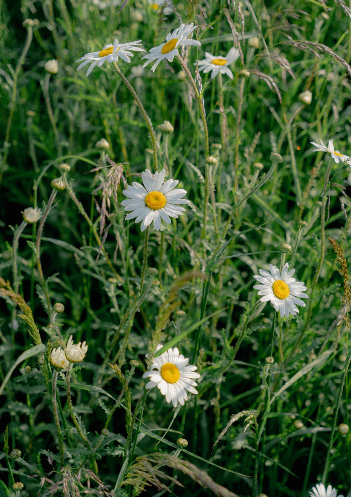 Oxeye