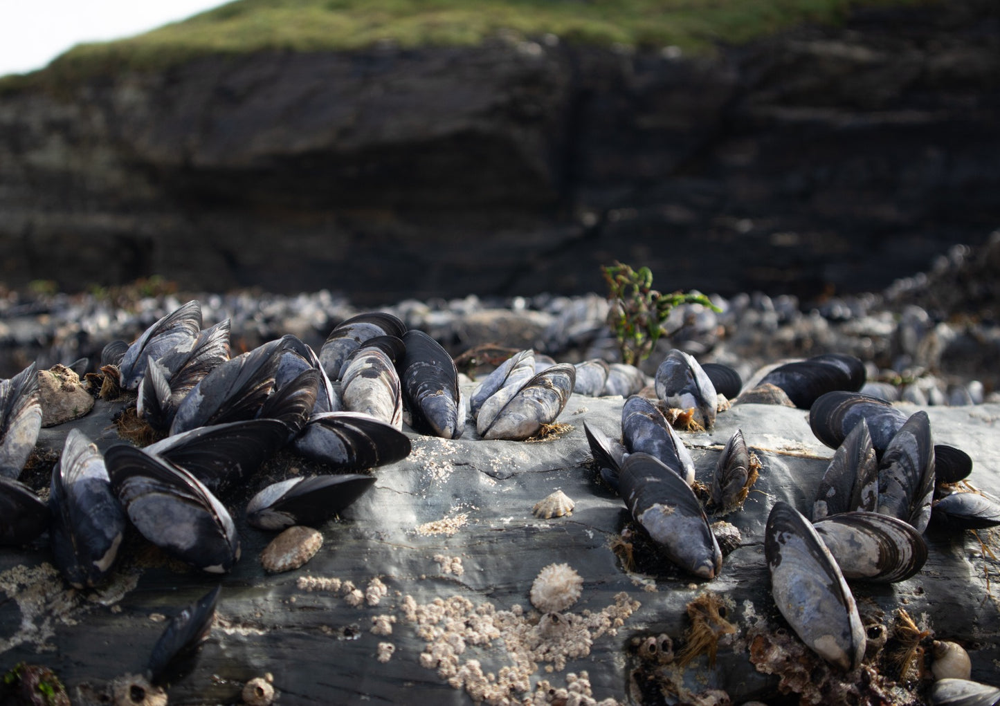 Mussels of Cornwall