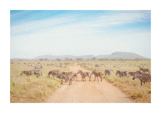 Zebras on the Serengeti road.