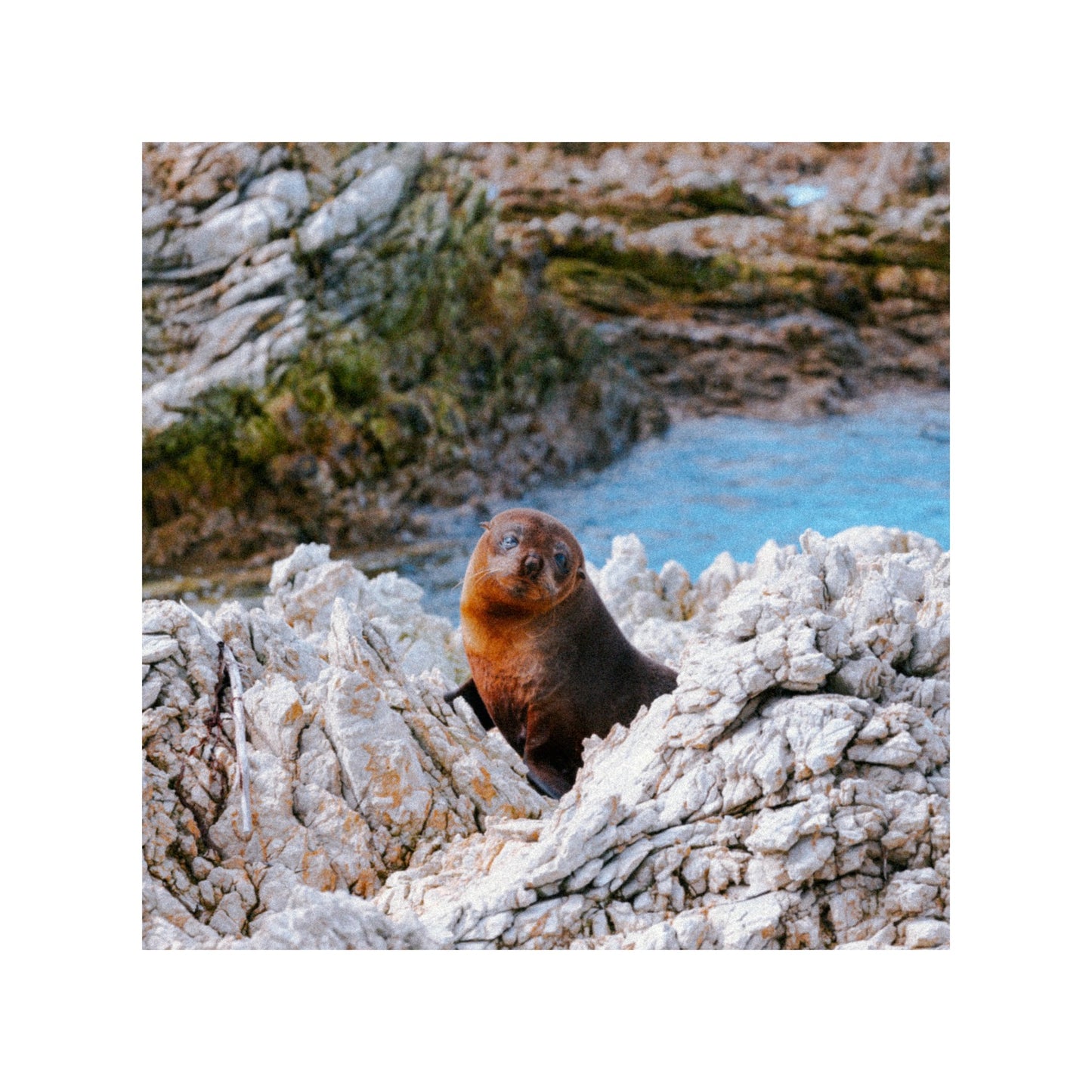 Animal in New Zeland