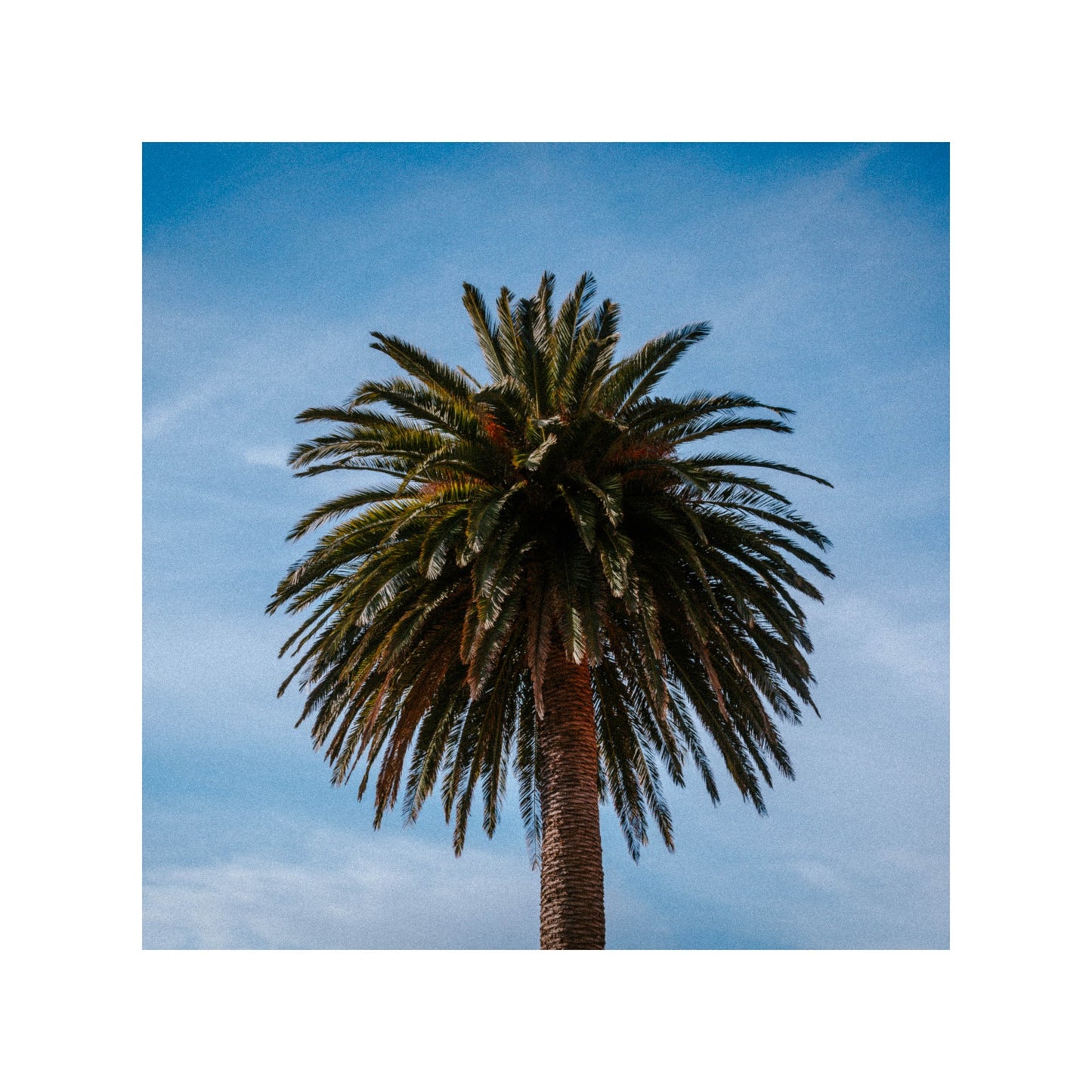 Unique palm tree in New Zealand