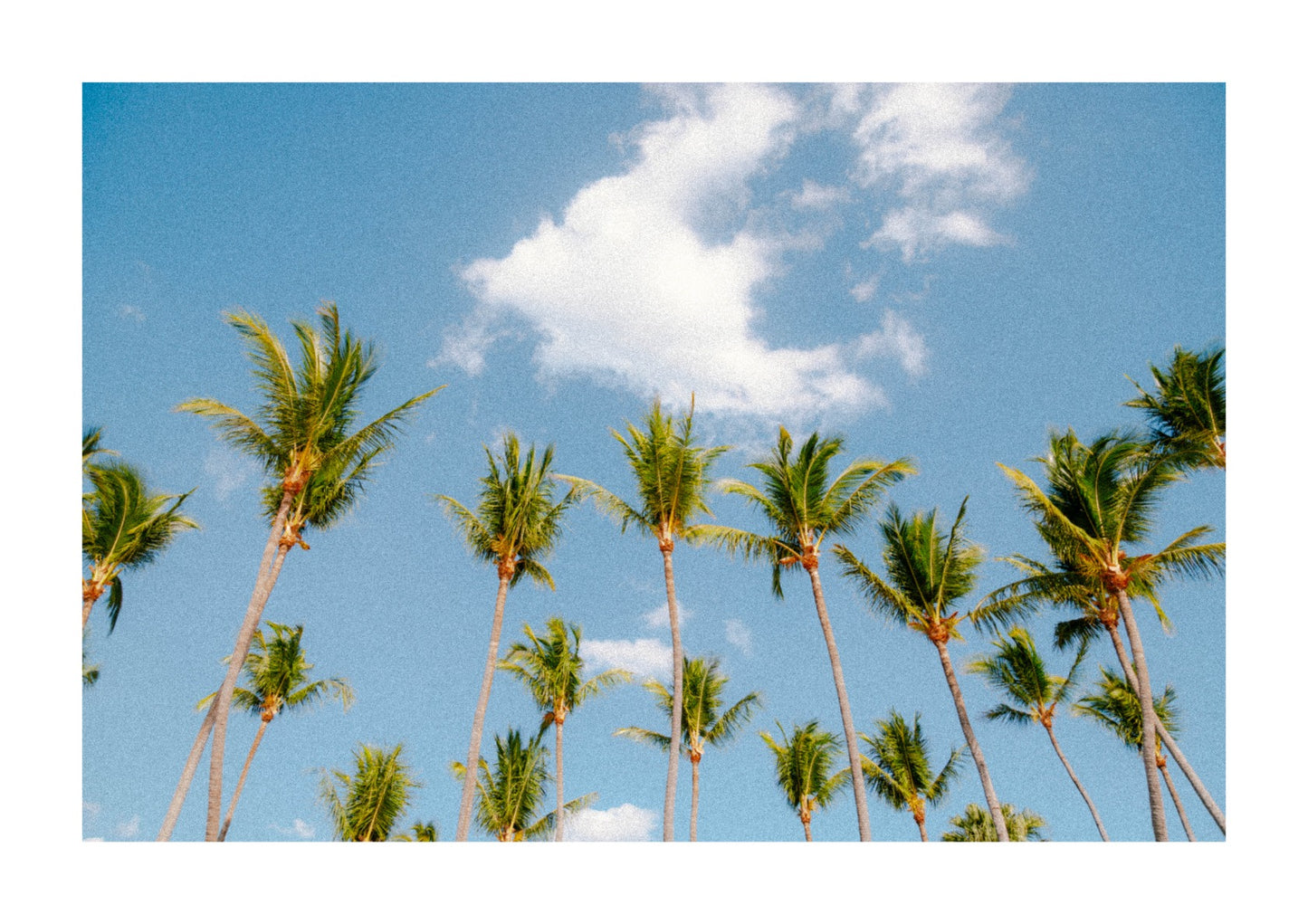 Palm tree in Costa Rica