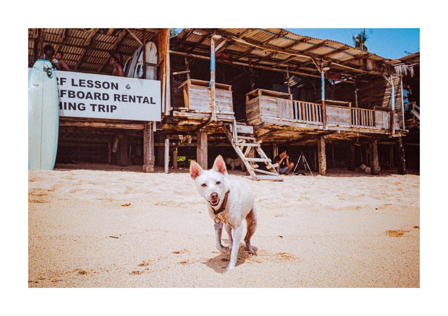 Dog Balangan beach in Bali.