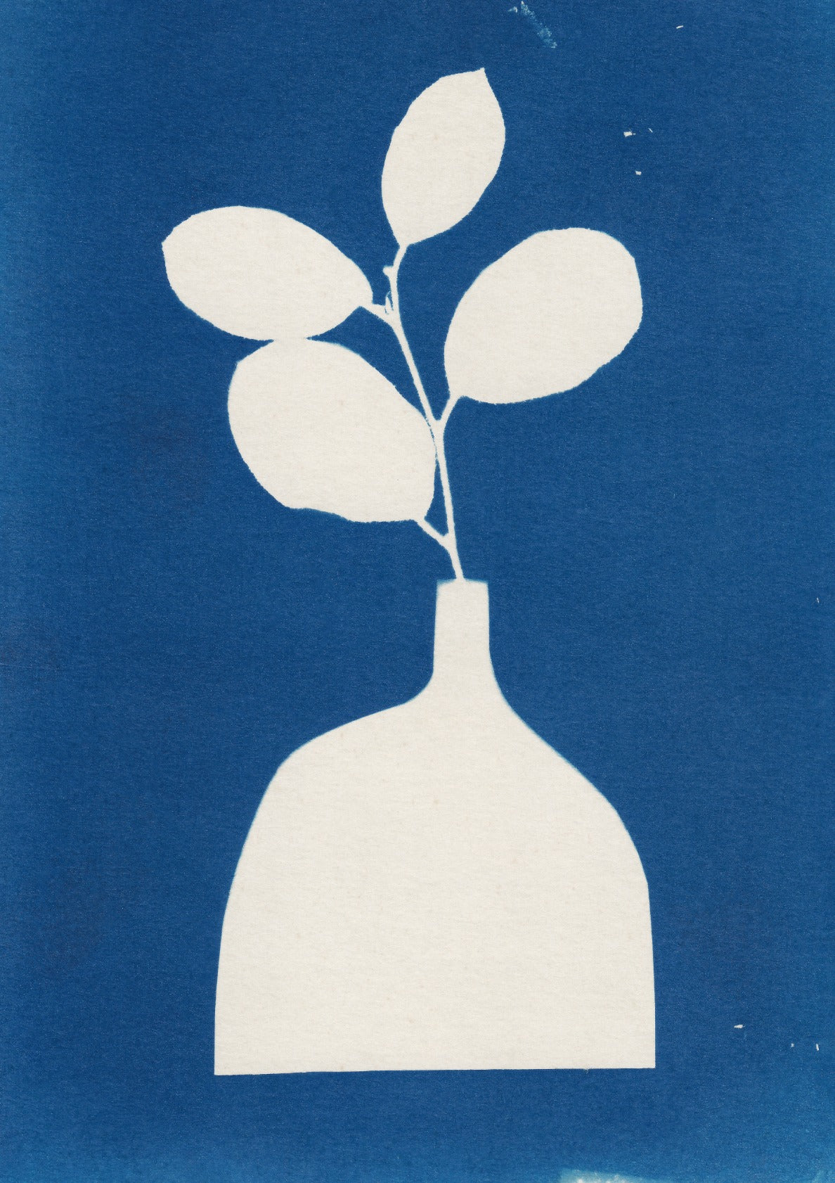 Cyanotype Still Life Studies #2