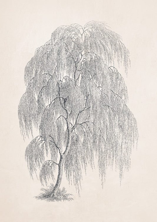 Willow Tree Sketch no. 1