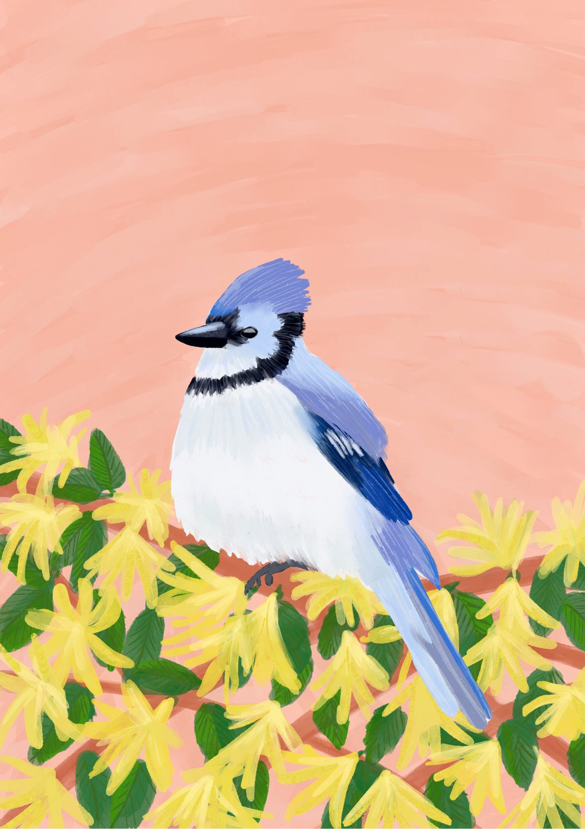 Blue Jay