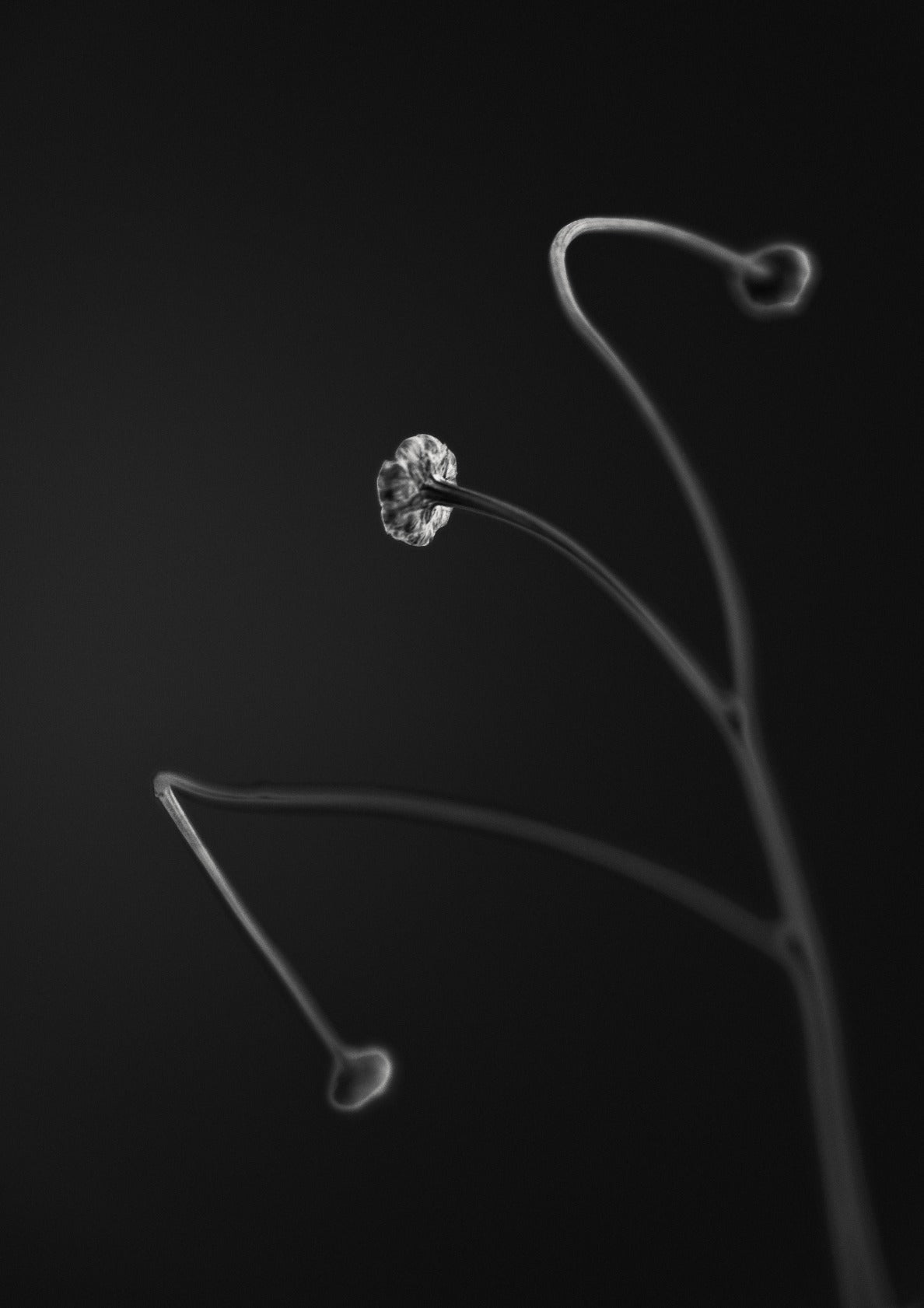 In light of current events VII