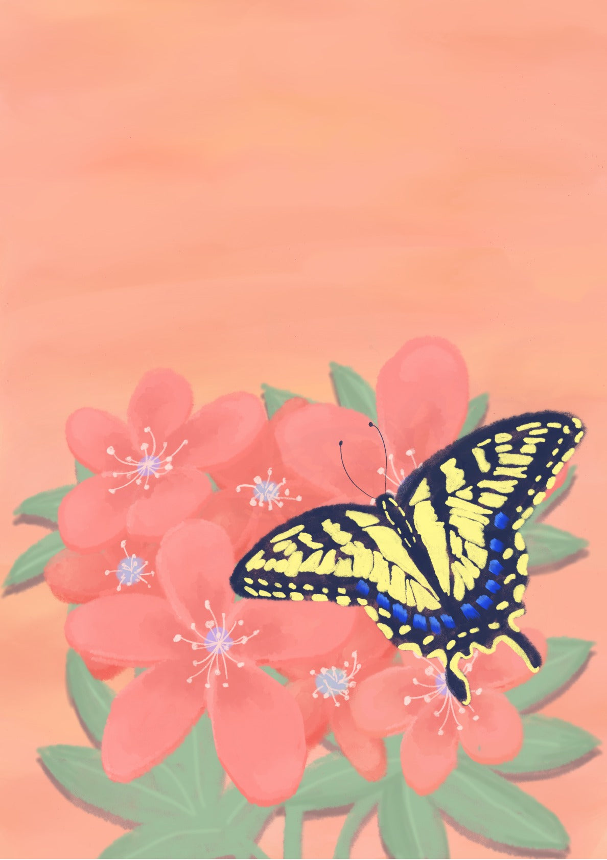 The Tiger Swalowtail Butterfly