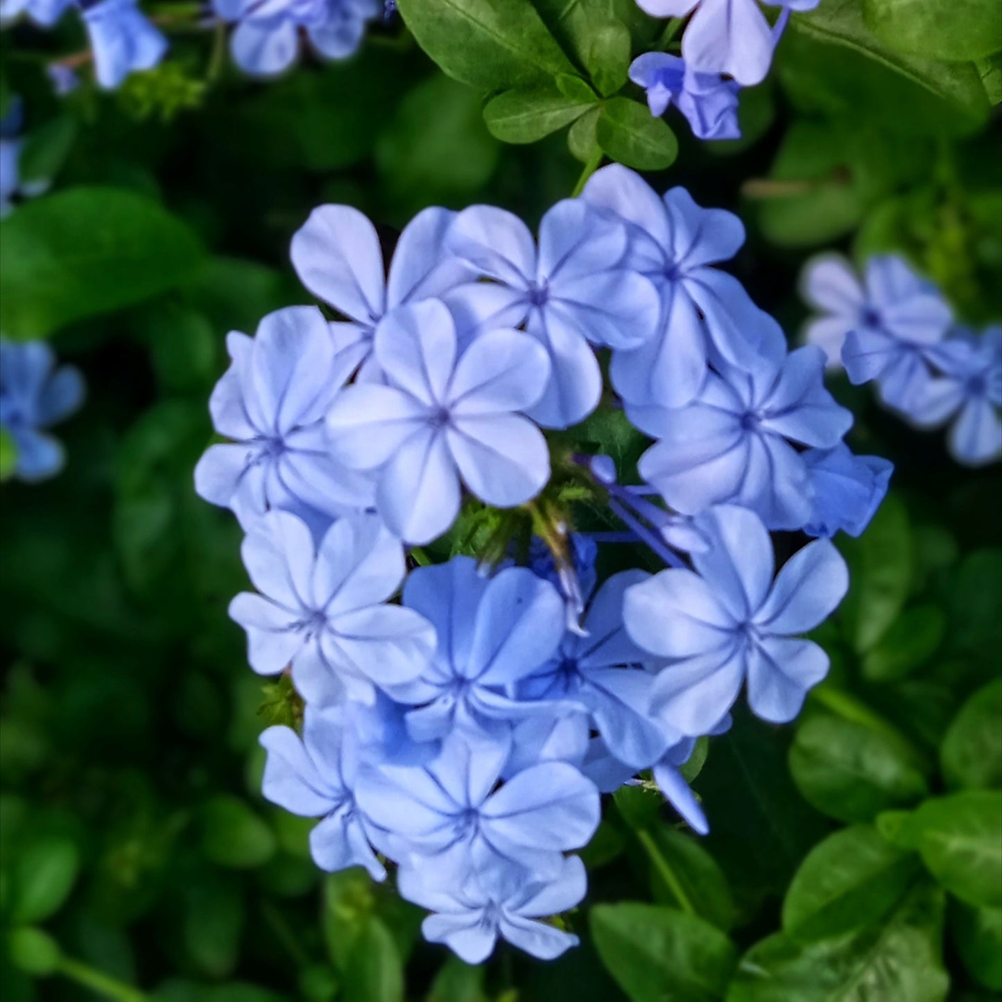 Blue plumbago flowers