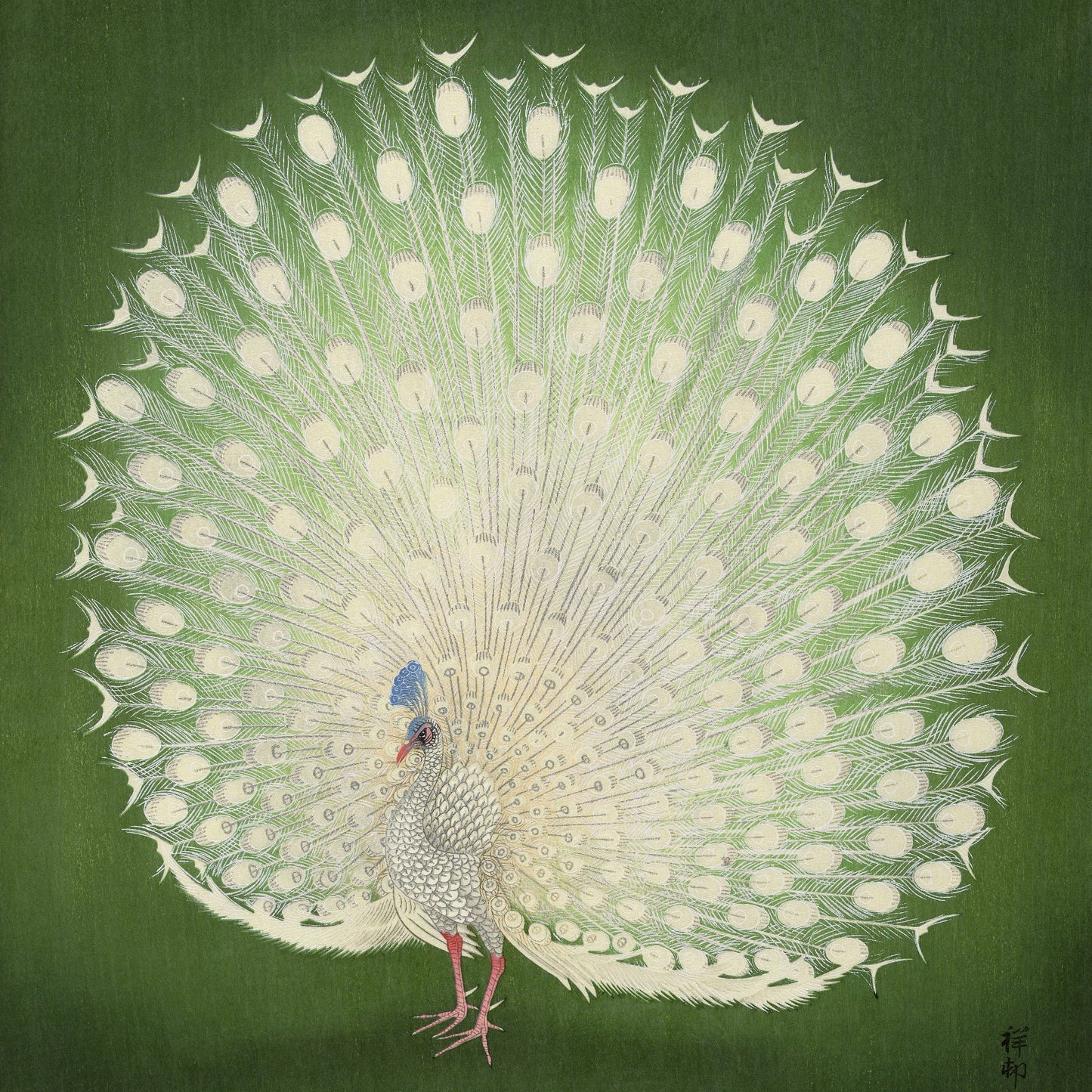 Peacock