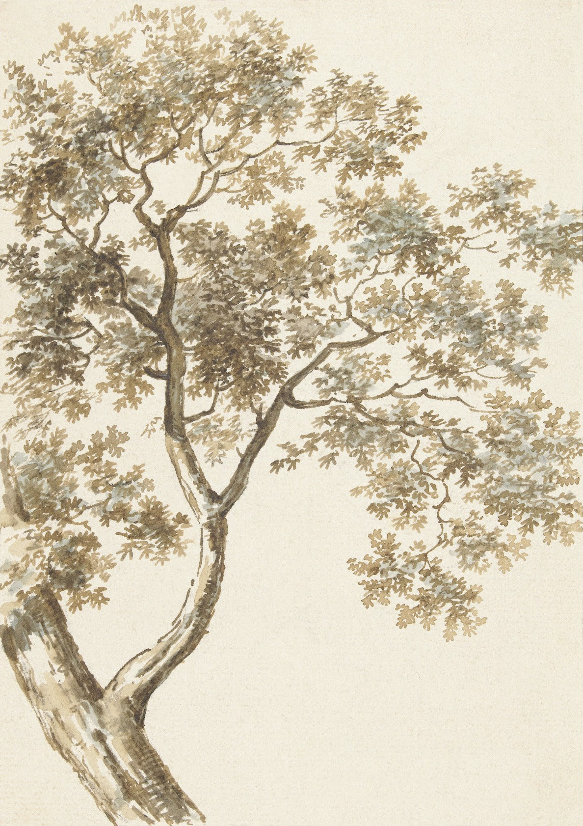 Oak Tree Branch