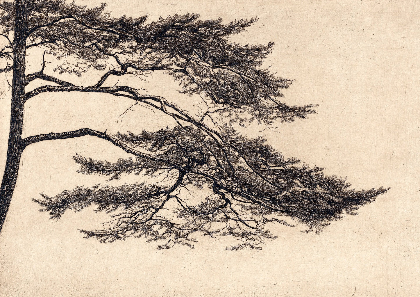 Pine Tree Branch no. 1