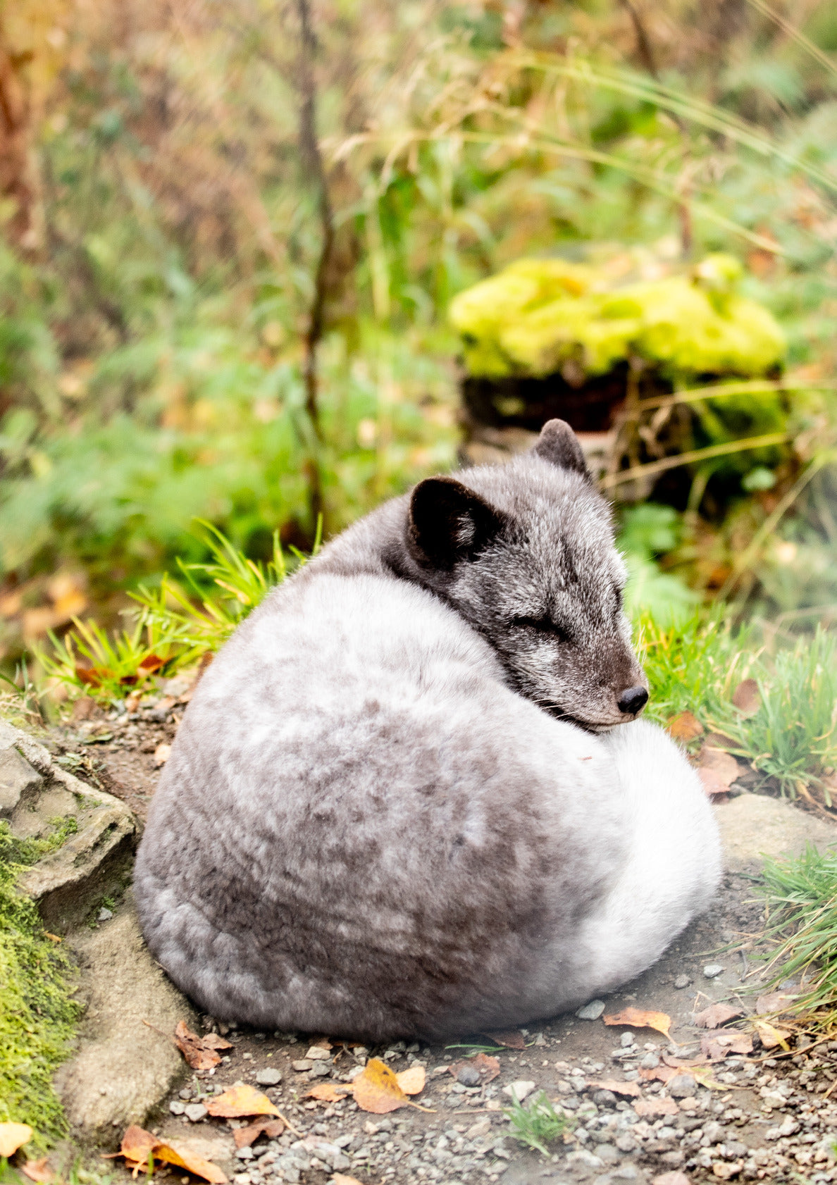 Sleeping arctic fox