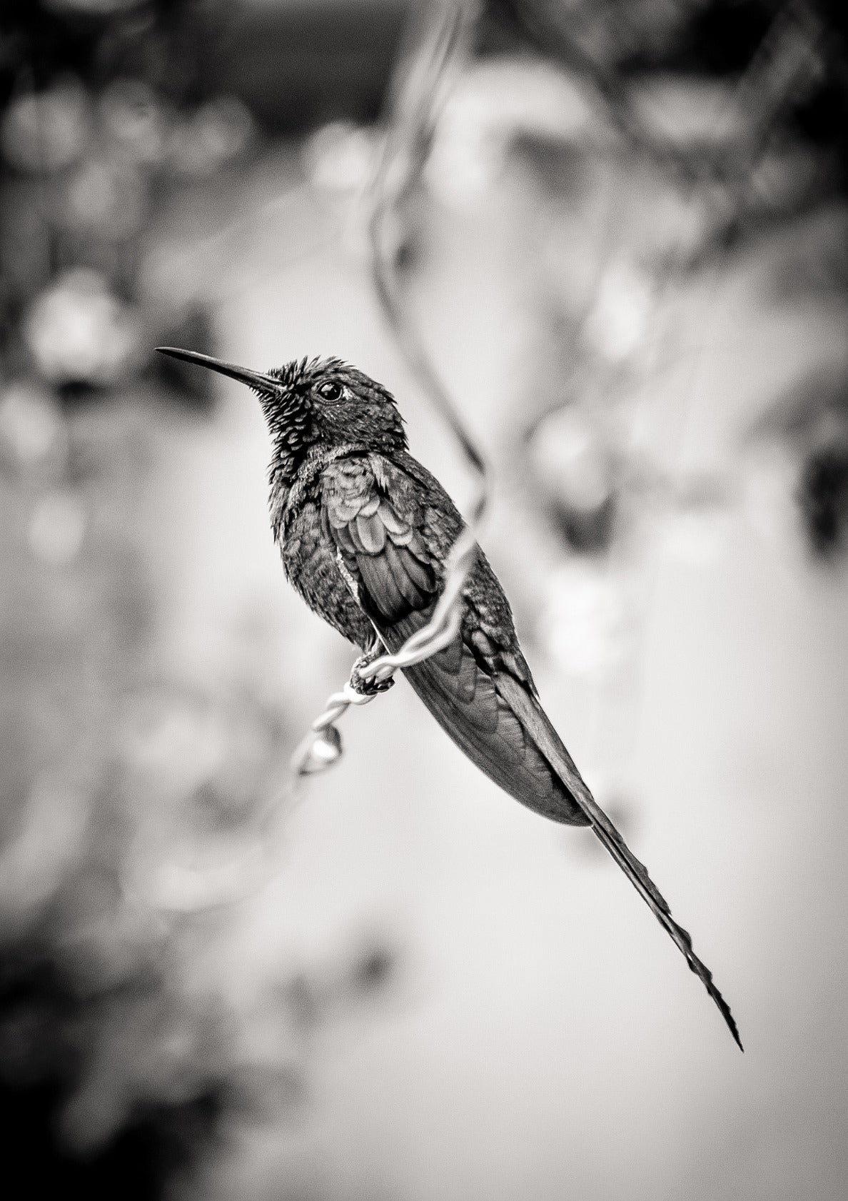 Hummingbird BW