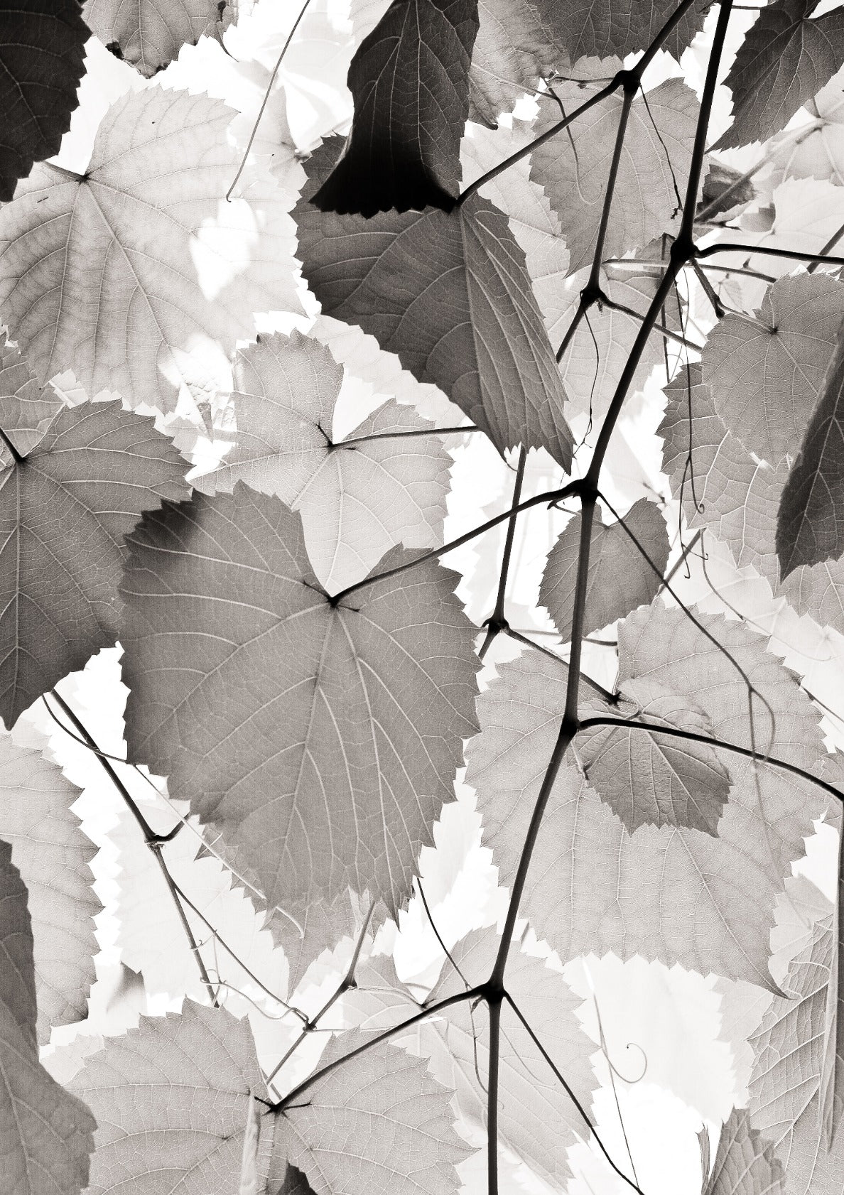 Vine Branch BW