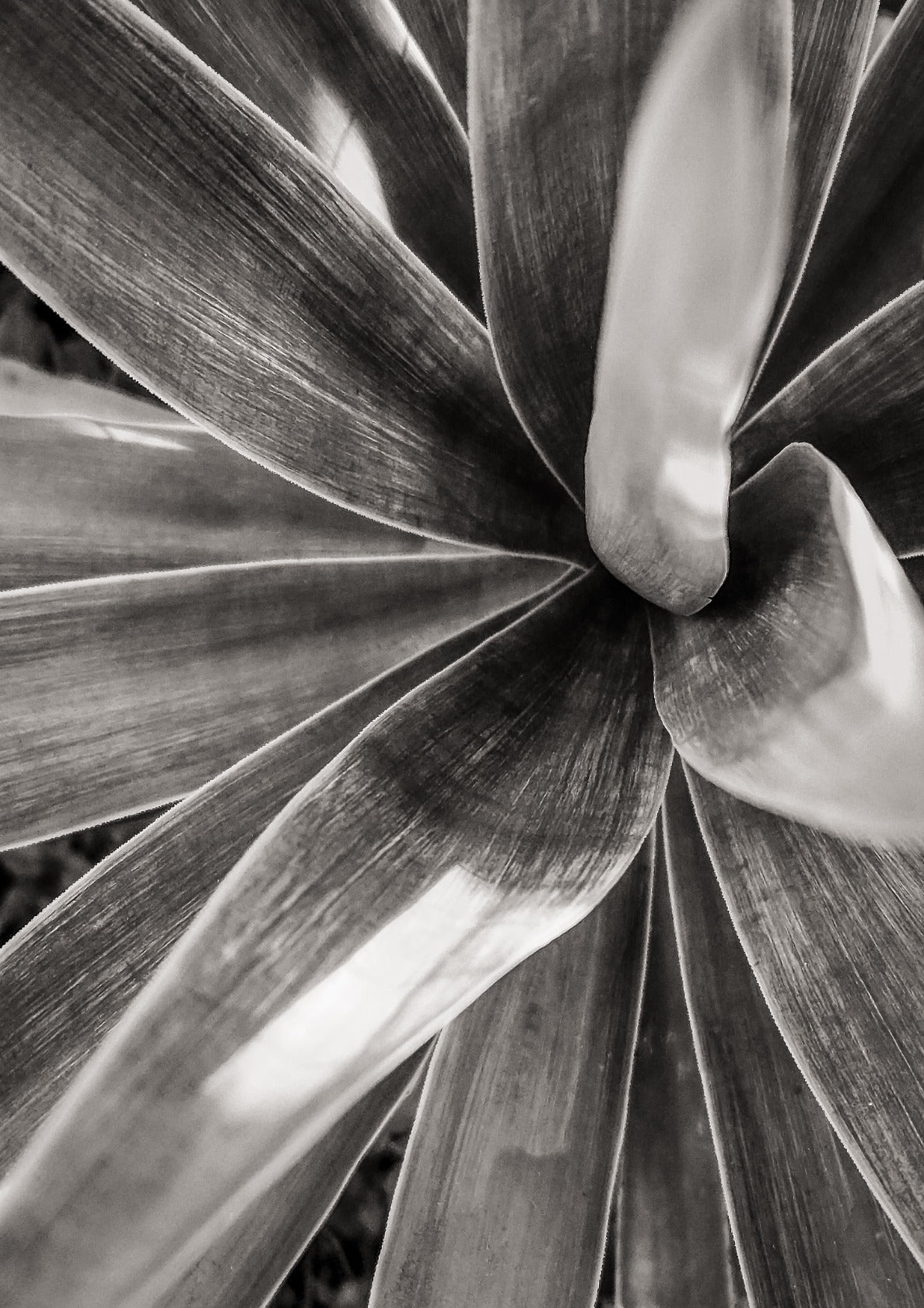 Agave attenuata
