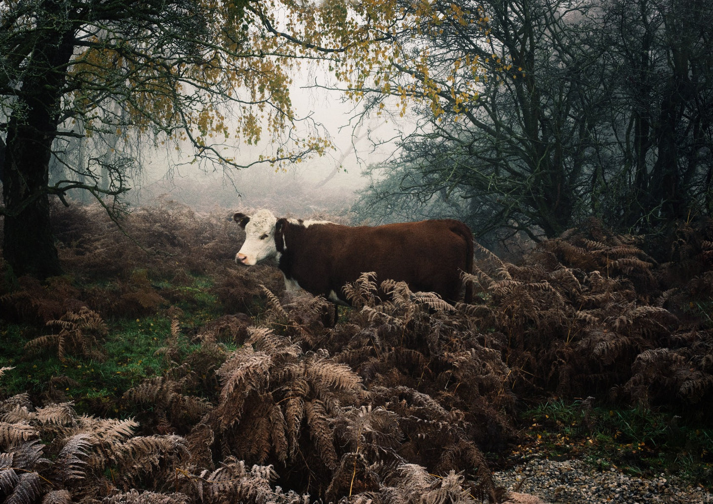 Hereford Cow, Derbyshire, U.K.