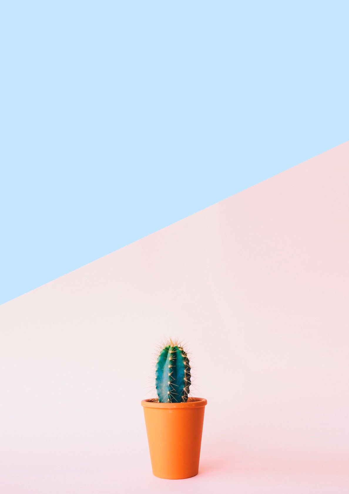 Cactus in flower pot