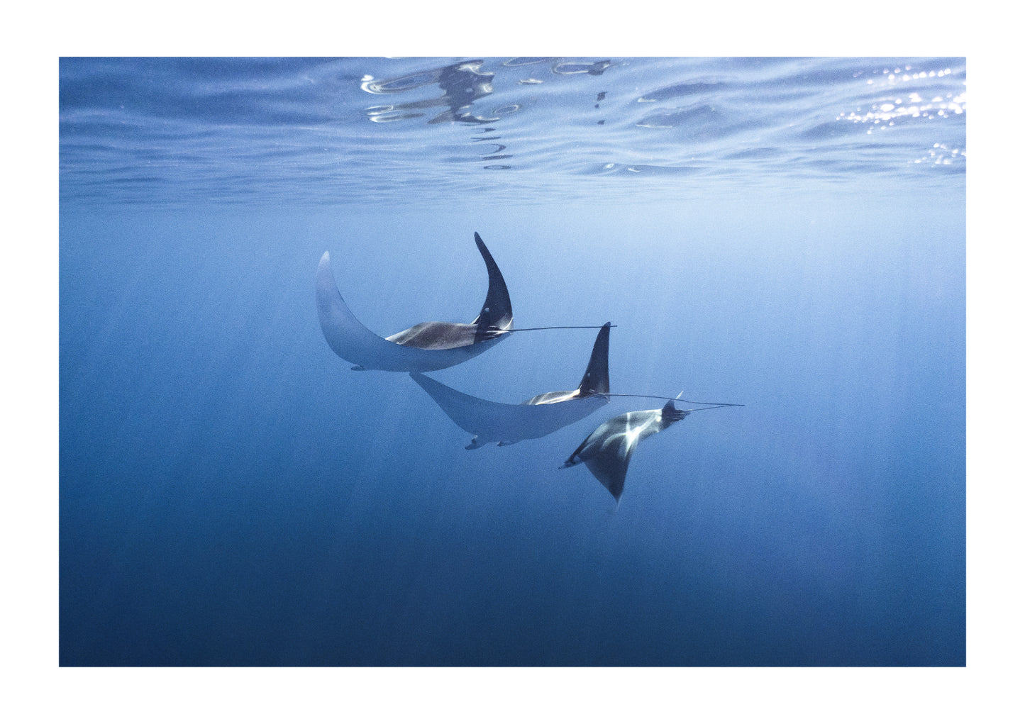 The dance of the mobula ray