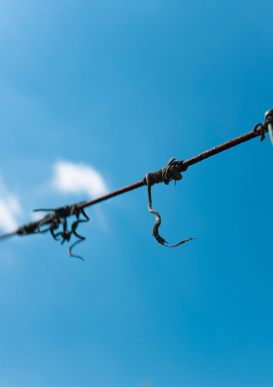 Barbed wired and sky